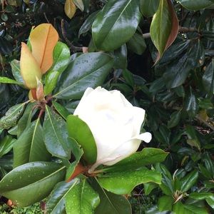 Meet your Posher, Cynthia